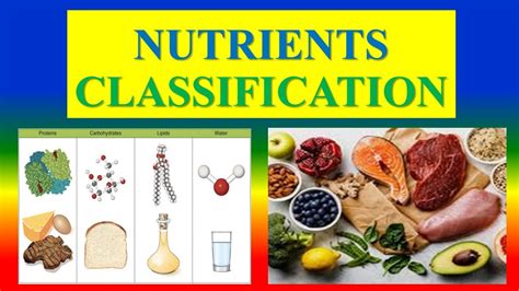 nutritional elements of food hangaroo answer|Classification of Nutrients – Nutrition: Science and .